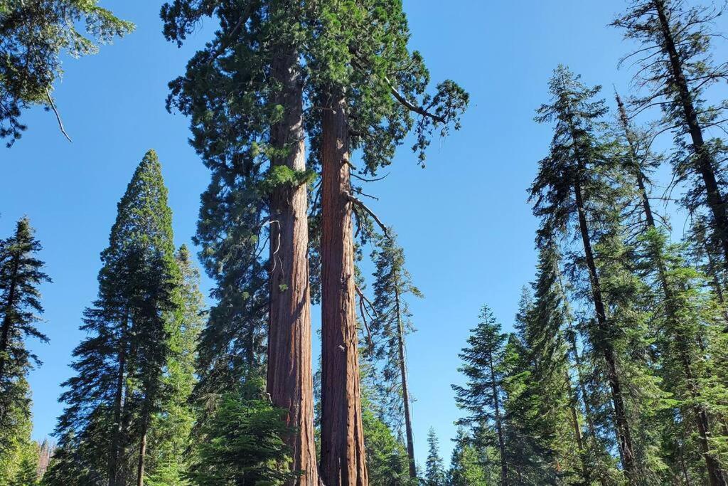 Redwood Retreat, Mountains, Adventure And Nature Ponderosa Exteriér fotografie