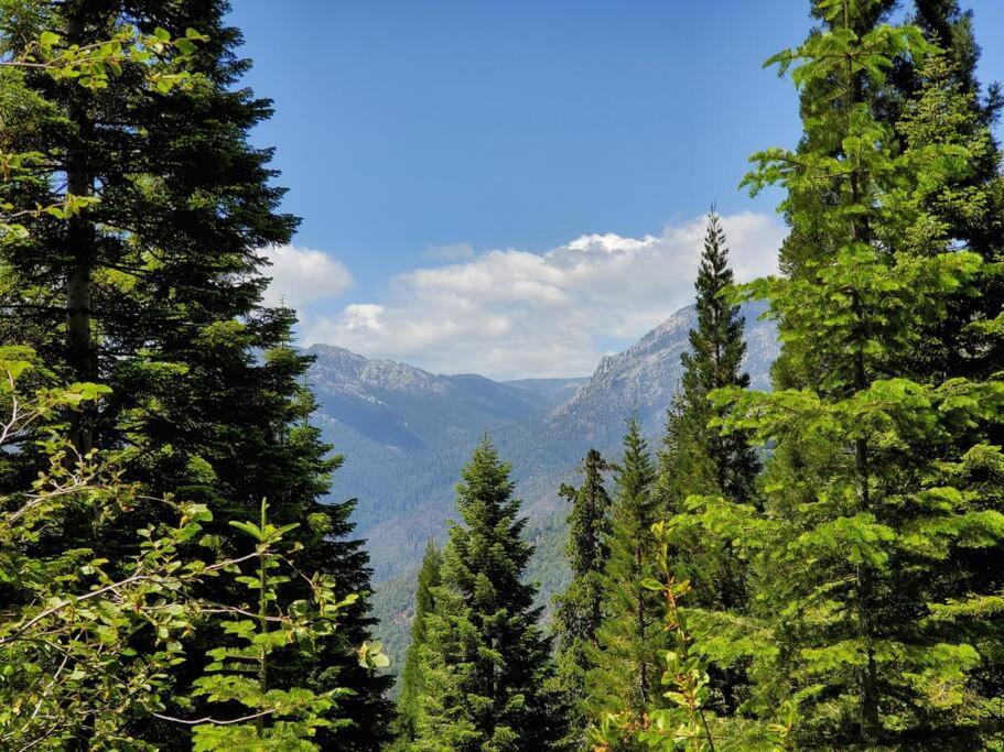 Redwood Retreat, Mountains, Adventure And Nature Ponderosa Exteriér fotografie