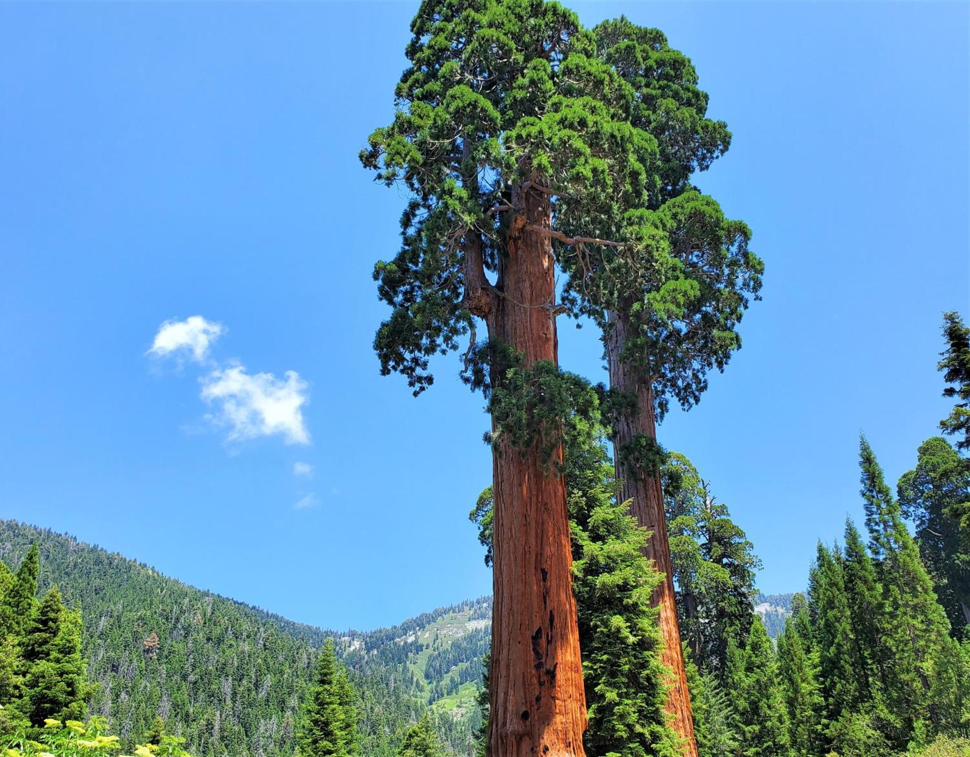 Redwood Retreat, Mountains, Adventure And Nature Ponderosa Exteriér fotografie